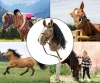Hobby Horse Plus Milly Mally brown